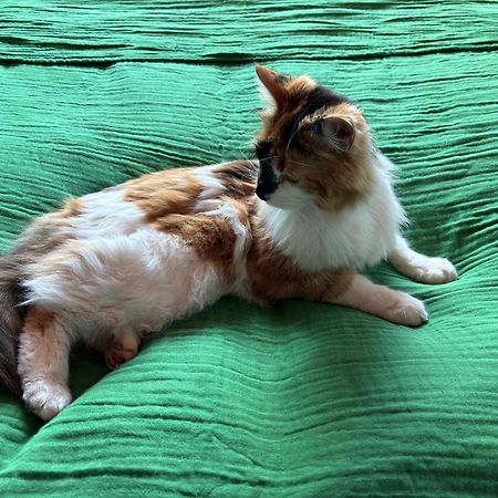 格仑达积图The Cat'S Cradle公寓 外观 照片